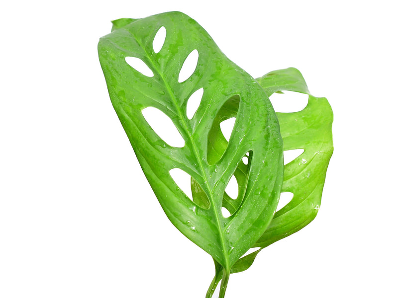 Monstera obliqua 'Yasuni'