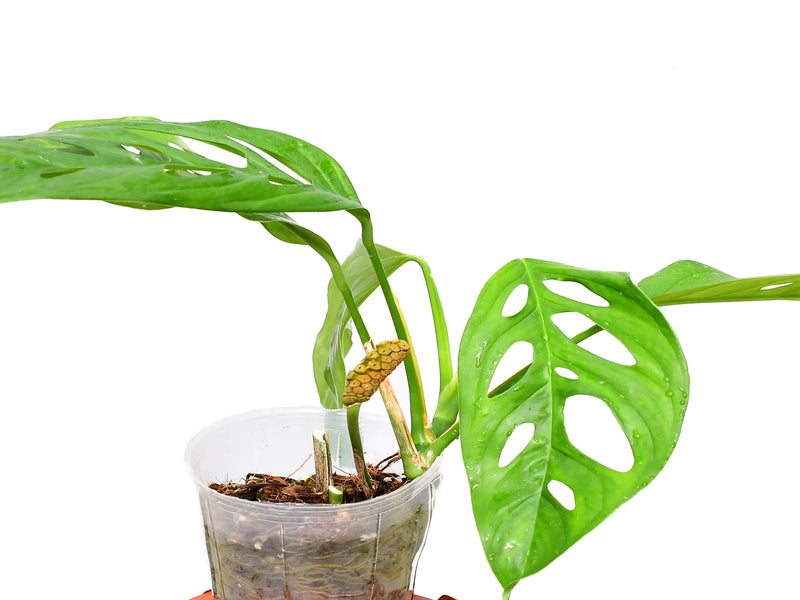 Monstera obliqua 'Yasuni'