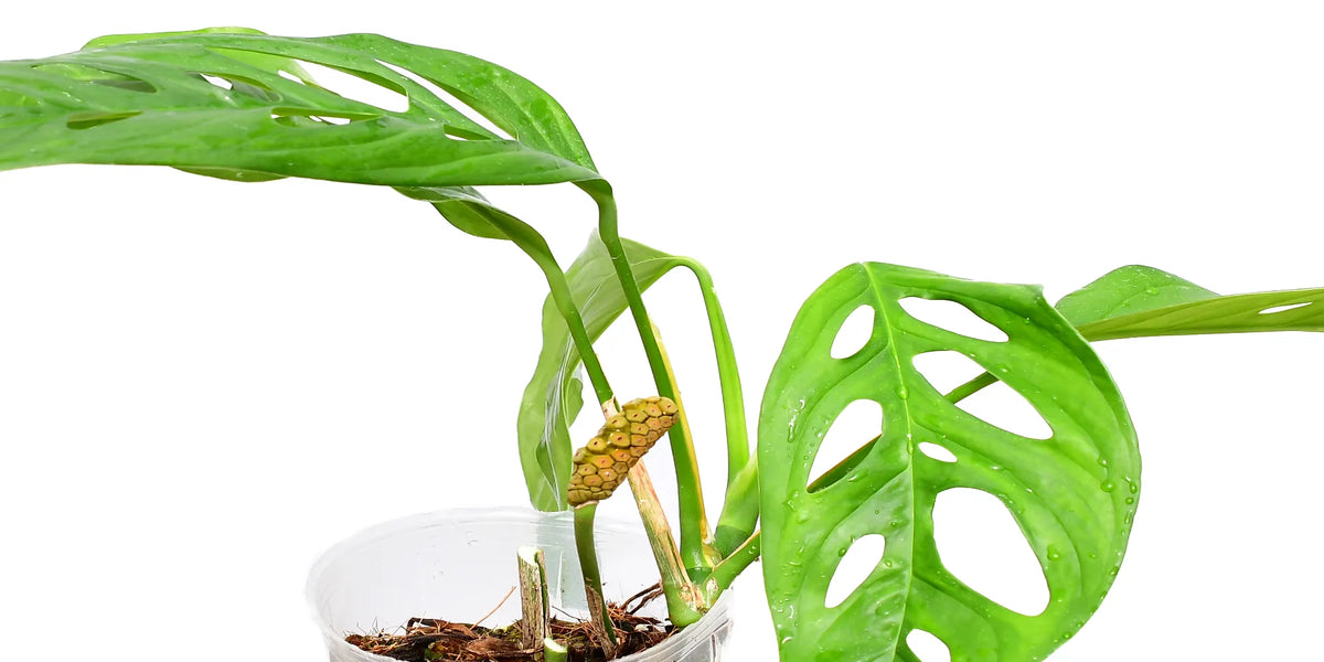 Monstera obliqua 'Yasuni'