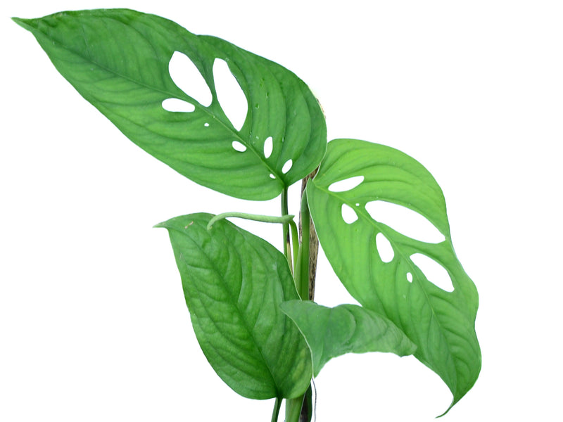 monstera obliqua bolivian Monstera obliqua cf Pangui — Ecuagenera Orquídeas del Ecuador