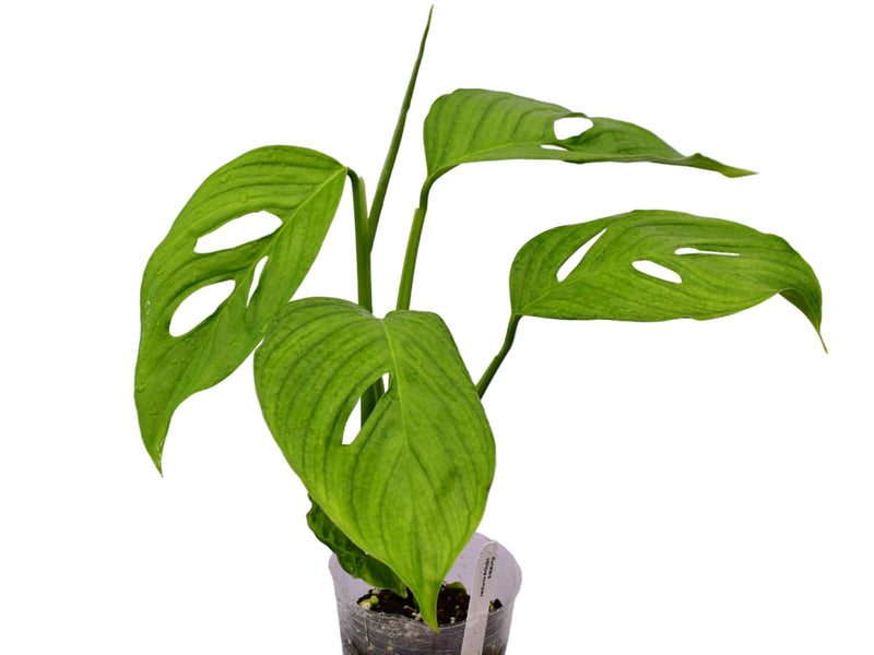 Monstera obliqua complex