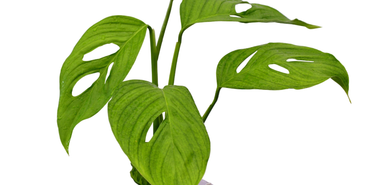 Monstera obliqua complex — Ecuagenera Orquídeas del Ecuador