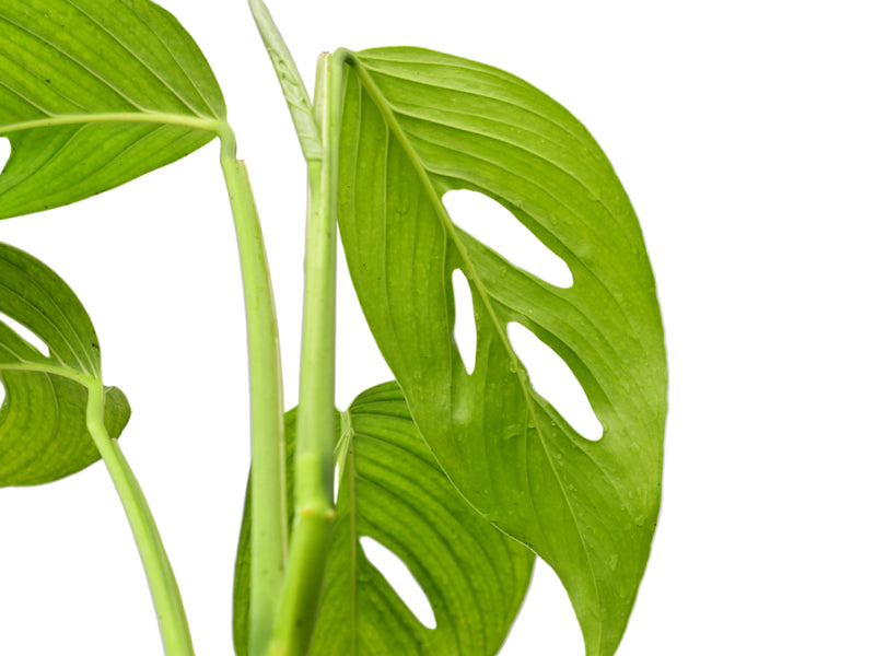 Monstera obliqua complex