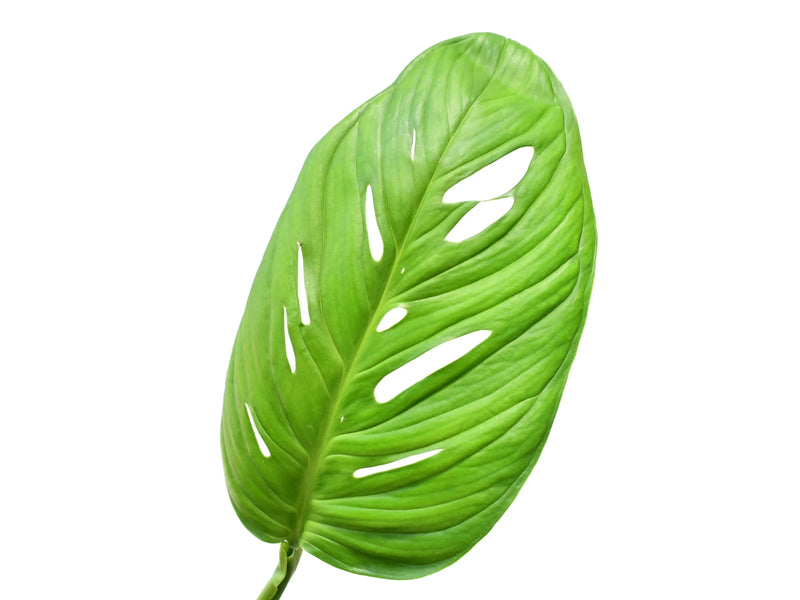 Monstera sp 'Limon'