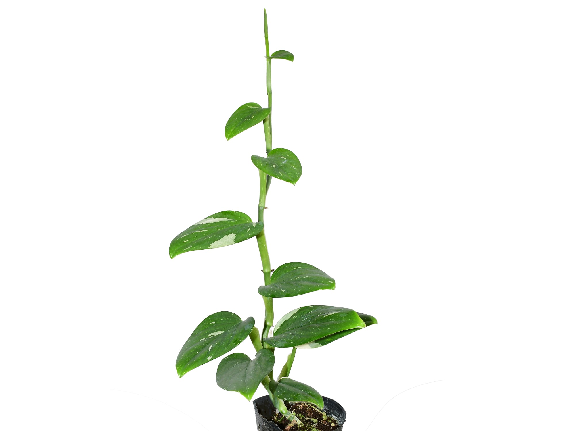 Monstera standleyana