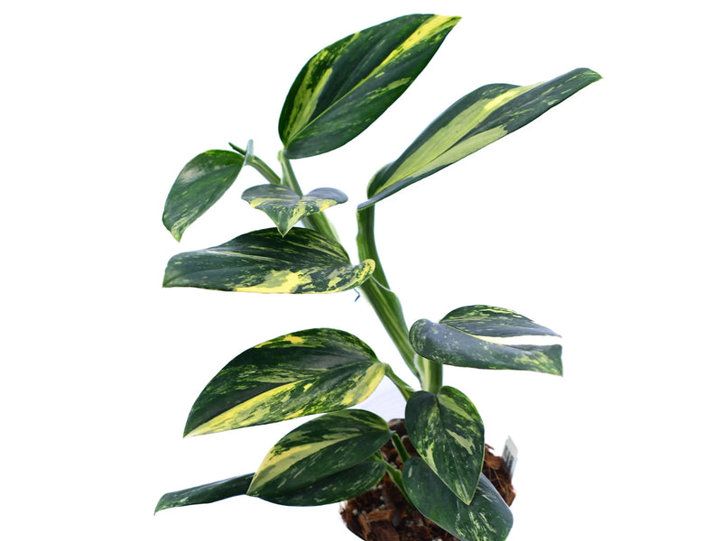 monstera standleyana plant Monstera standleyana yellow variegada — Ecuagenera Orquídeas del Ecuador