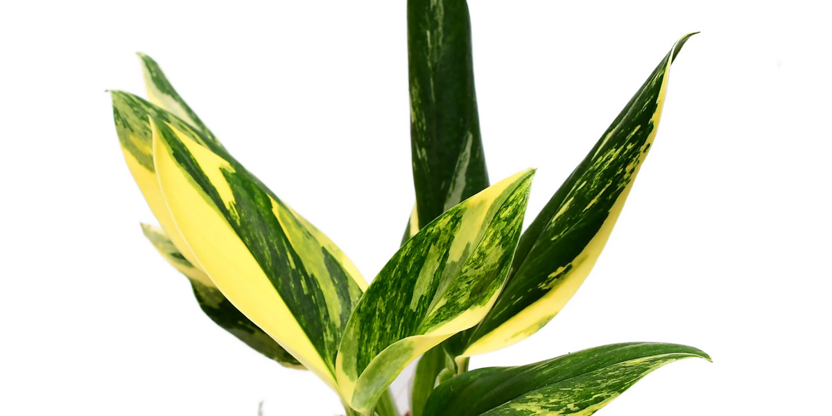 Monstera standleyana yellow variegada — Ecuagenera Orquídeas del Ecuador