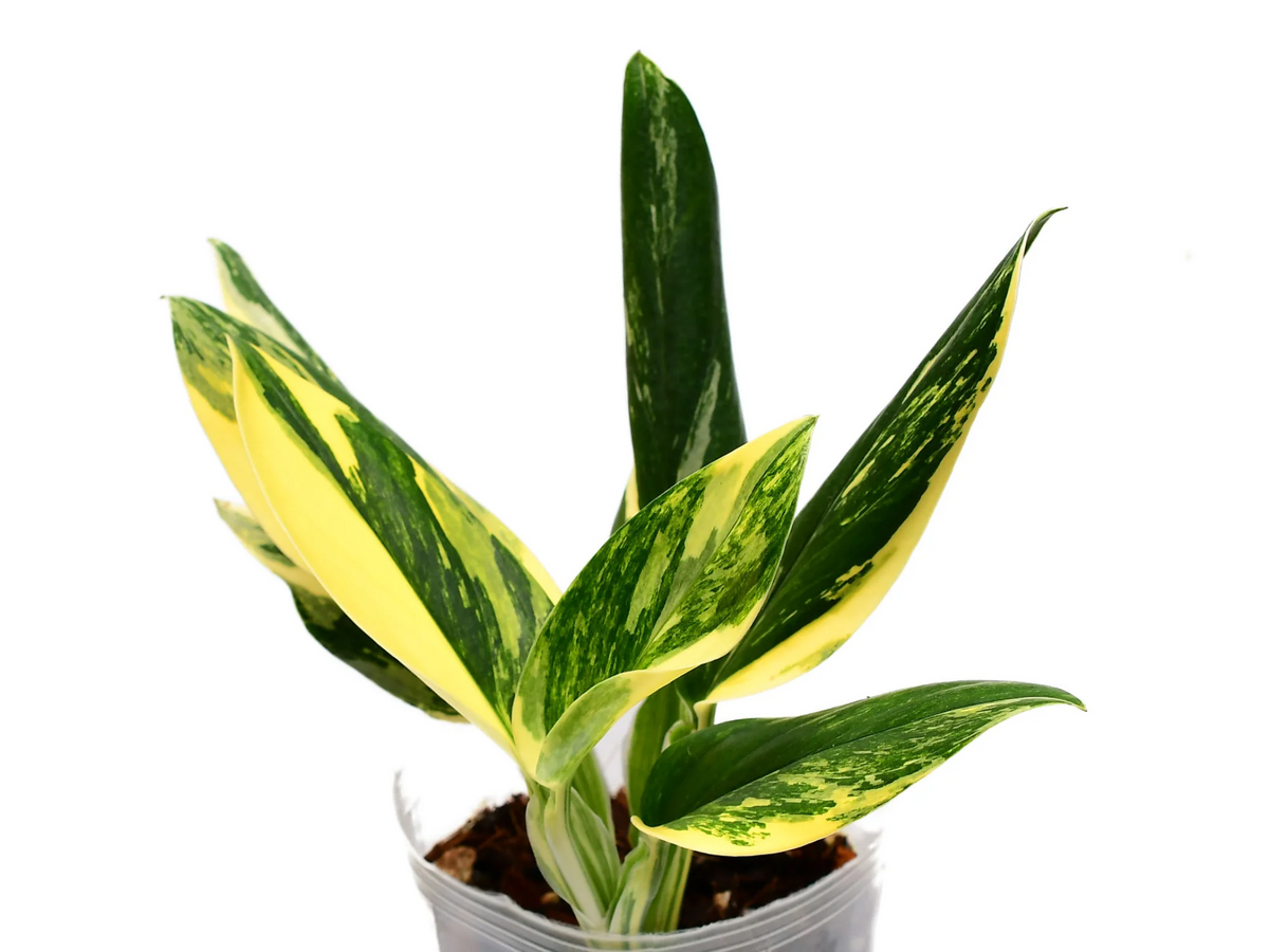 monstera variegata yellow Monstera standleyana yellow variegada — Ecuagenera Orquídeas del Ecuador