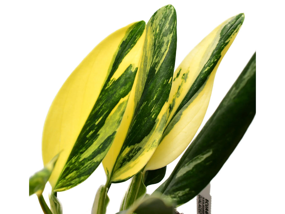 Monstera standleyana yellow variegada