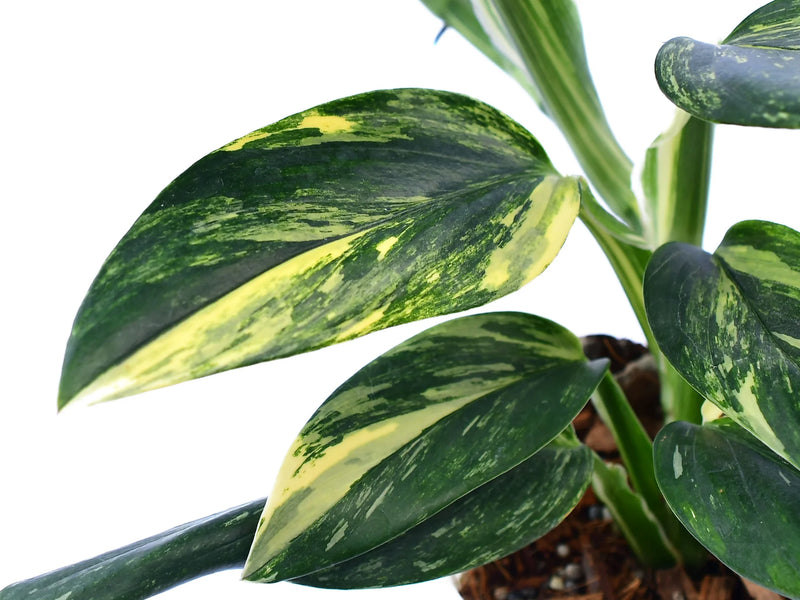 monstera standleyana variegated Monstera standleyana yellow variegada — Ecuagenera Orquídeas del Ecuador