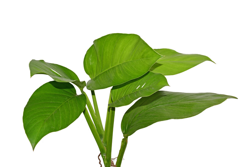 Monstera radicans 'Amazonas'