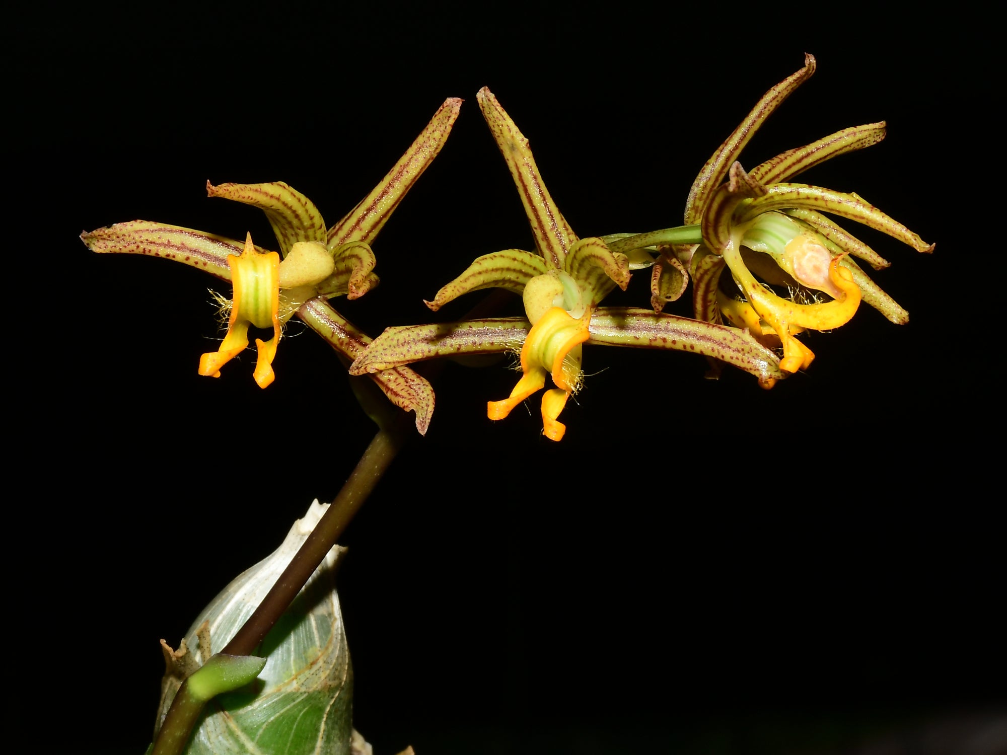 Mormodes lineata