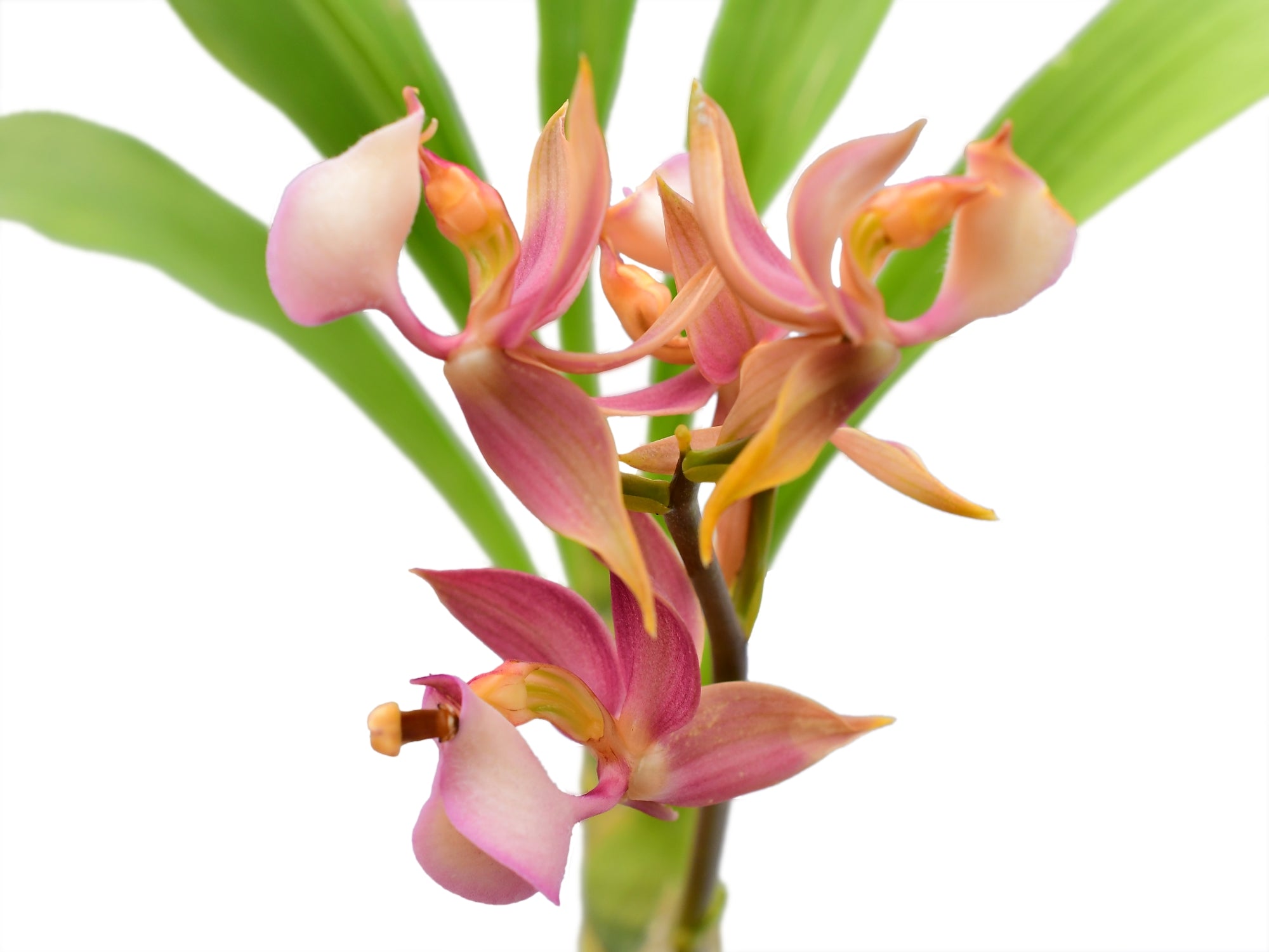 Mormodes rosea
