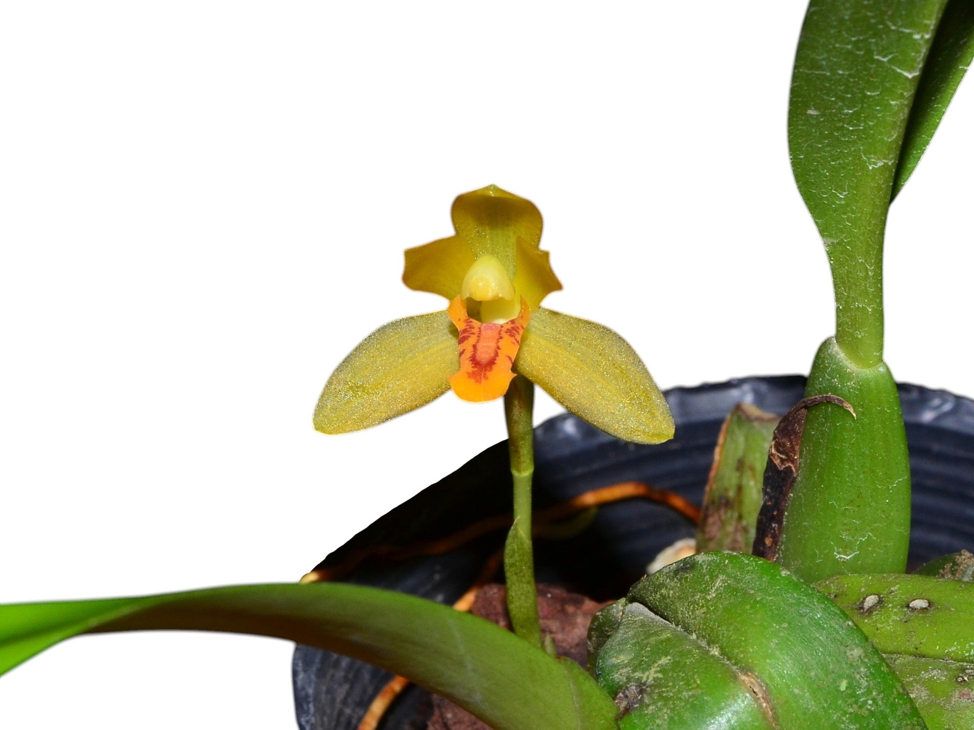 Mormolyca acutifolia