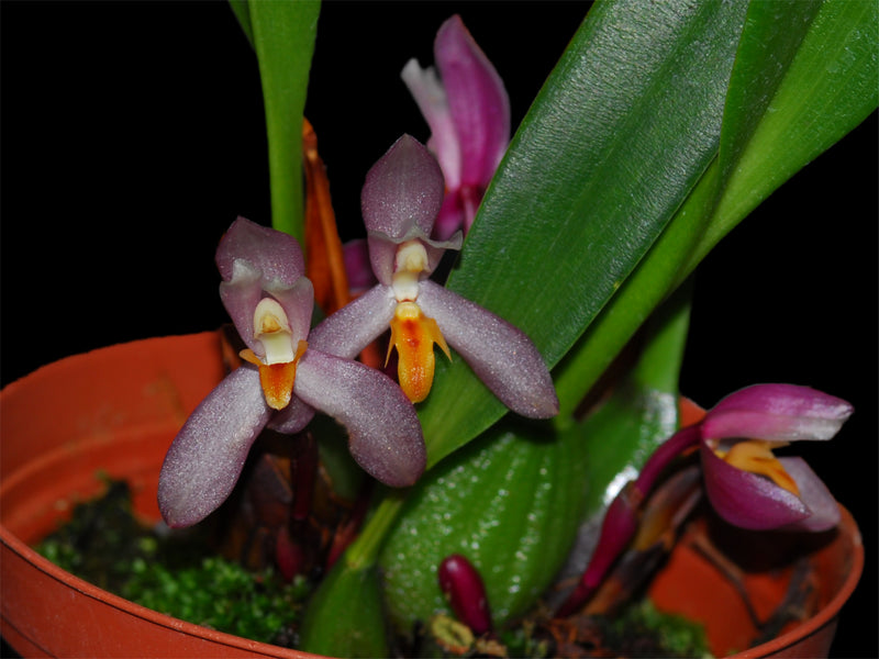 Maxillaria richii