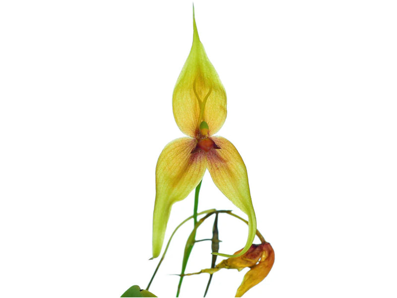 Maxillaria schweinfurthiana