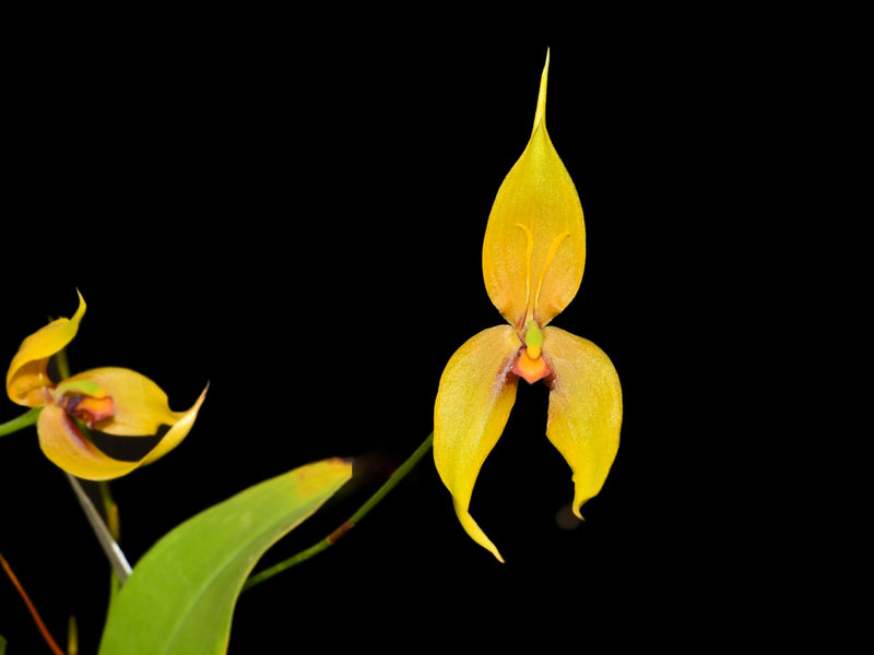 Maxillaria schweinfurthiana