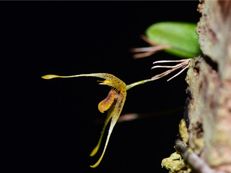 Muscarella clavigera