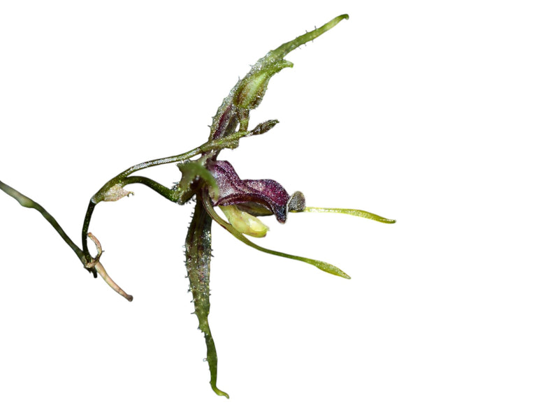 Muscarella furcatipetala