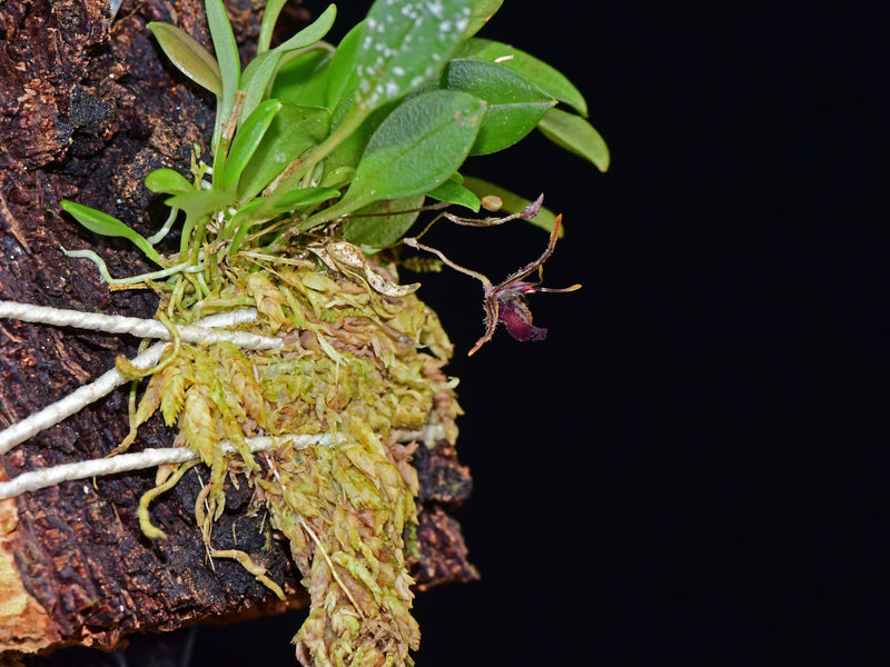 Muscarella furcatipetala