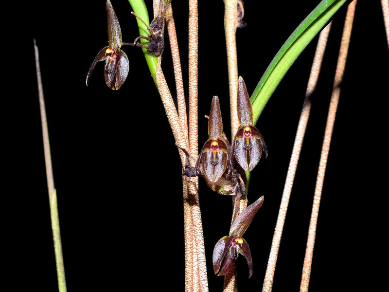 Myoxanthus antennifer