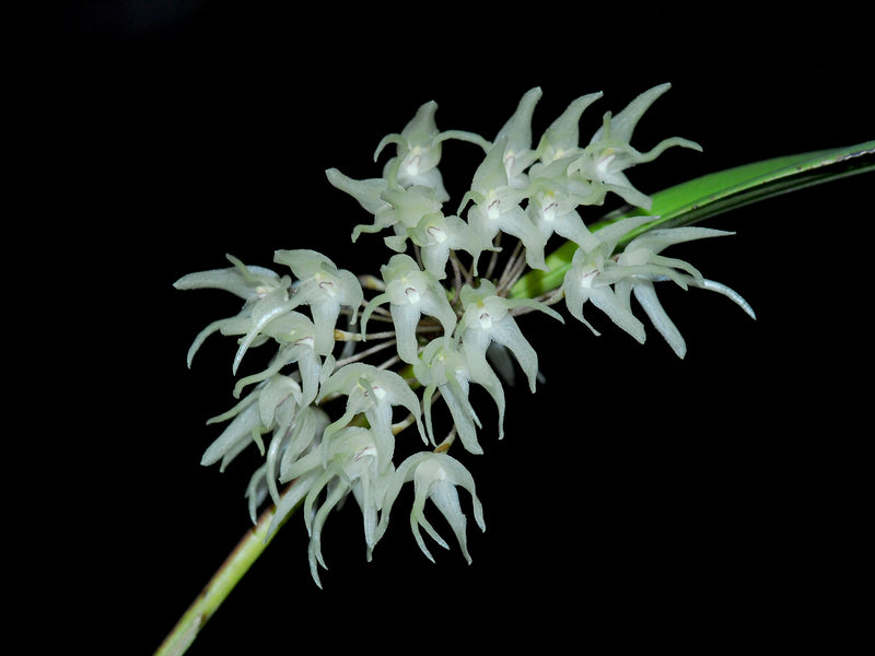 Myoxanthus exasperatus