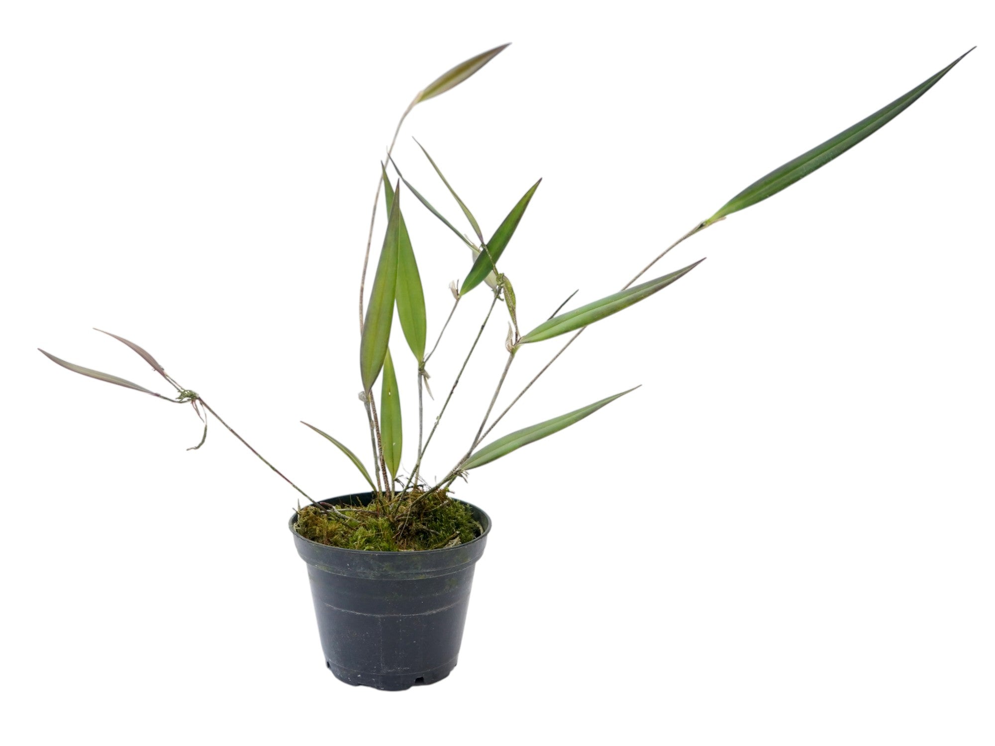 Myoxanthus fimbriatus