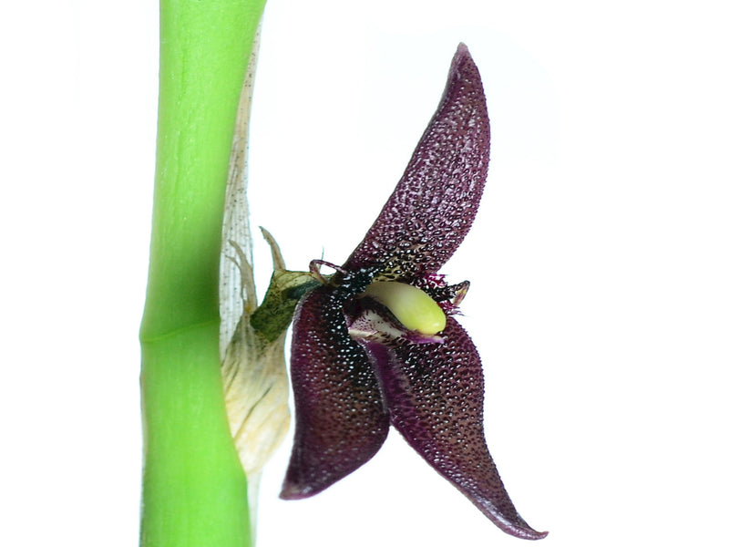 Myoxanthus serripetalus