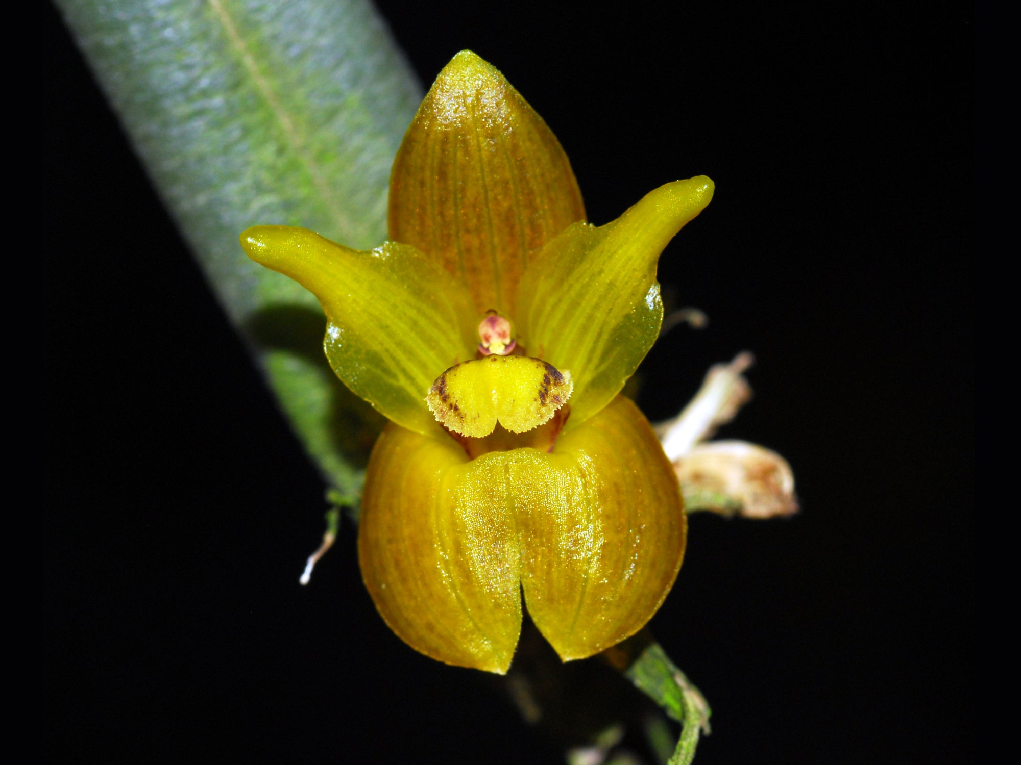 Myoxanthus uxorius