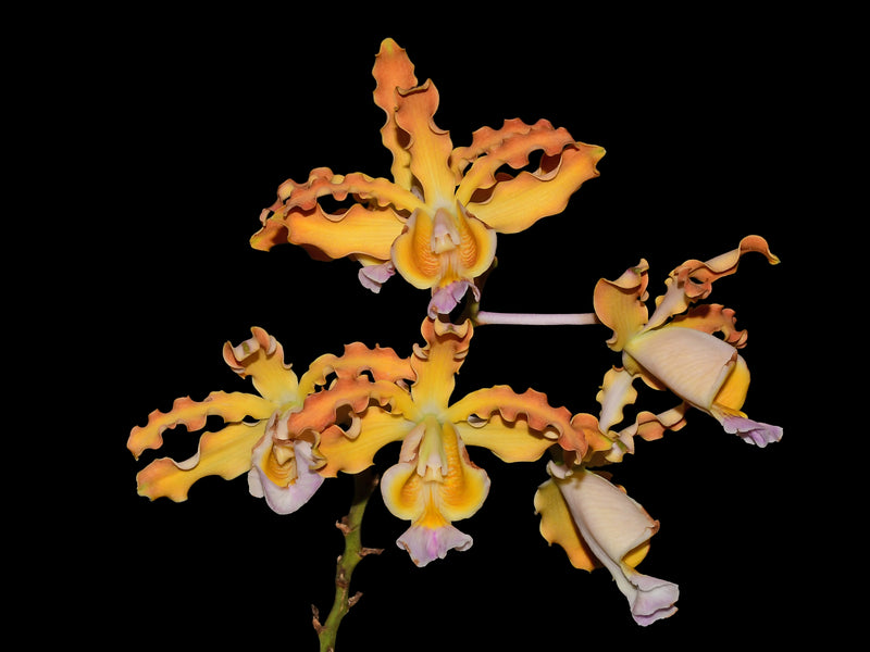 Myrmecophila brysiana