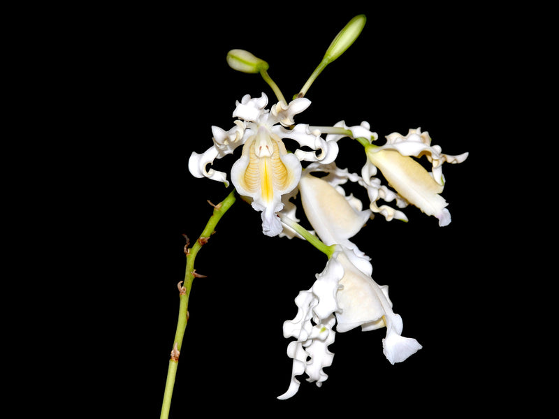 Myrmecophila brysiana f. alba