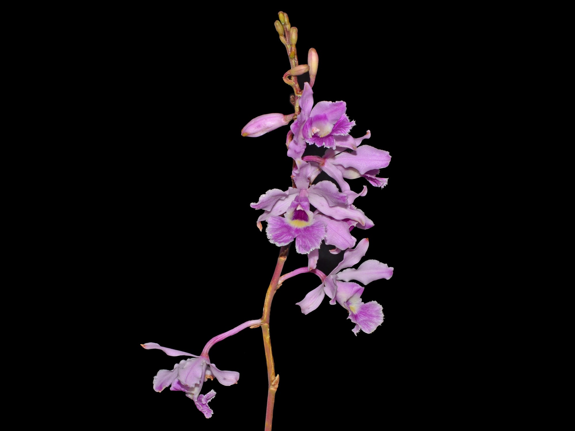 Myrmecophila humboldtii
