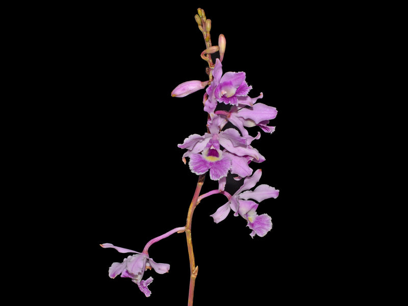 Myrmecophila humboldtii