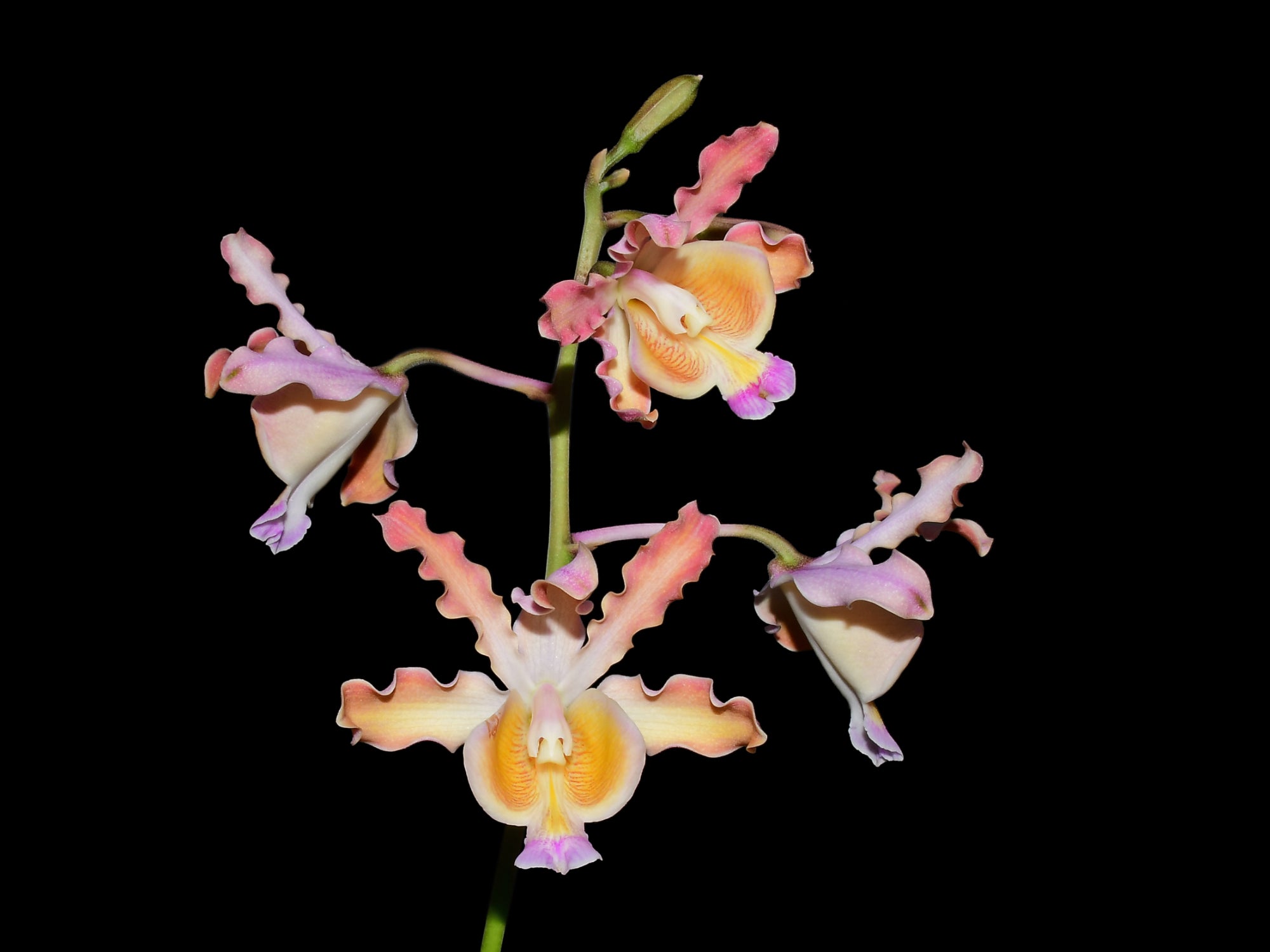 Myrmecophila tibicinis