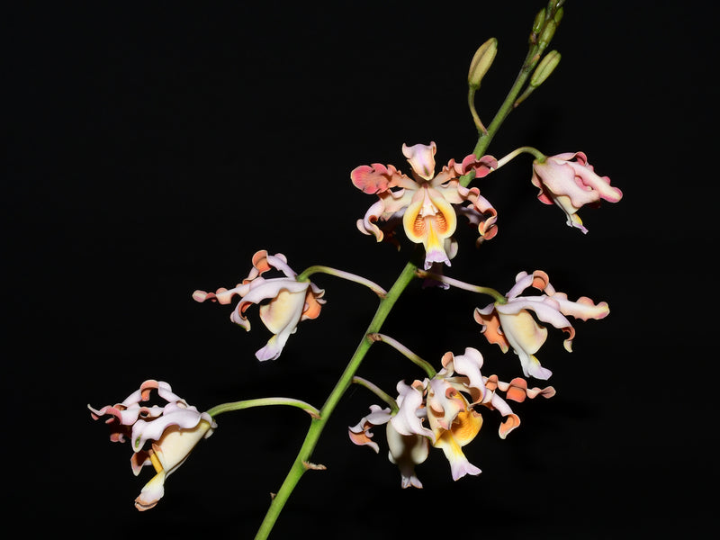 Myrmecophila tibicinis