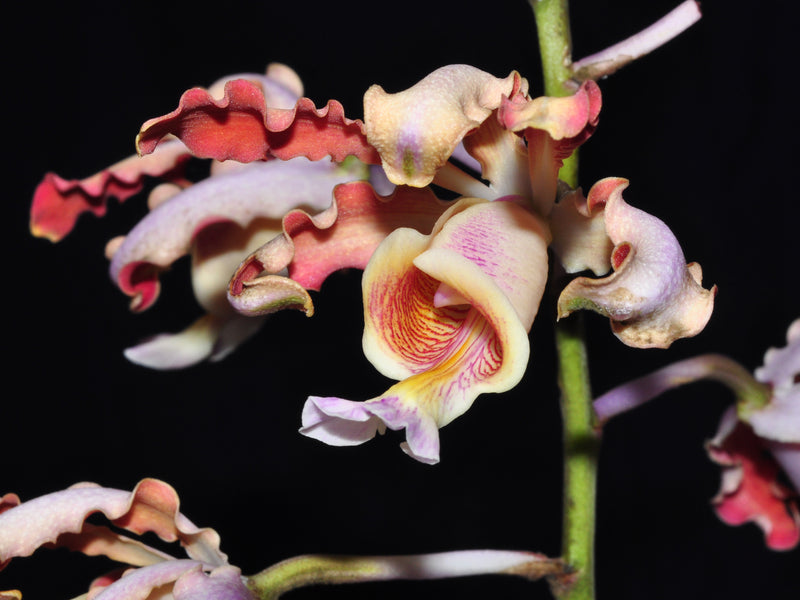 Myrmecophila tibicinis