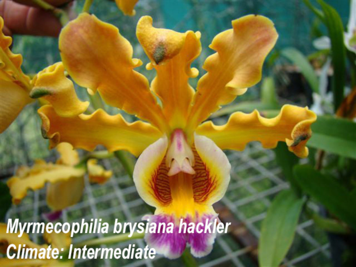 Hackler Myrmecophila brysiana hackler — Ecuagenera Orquídeas del Ecuador