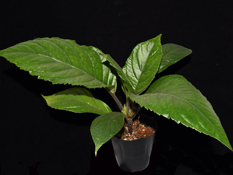 Nautilocalyx Esmeralda