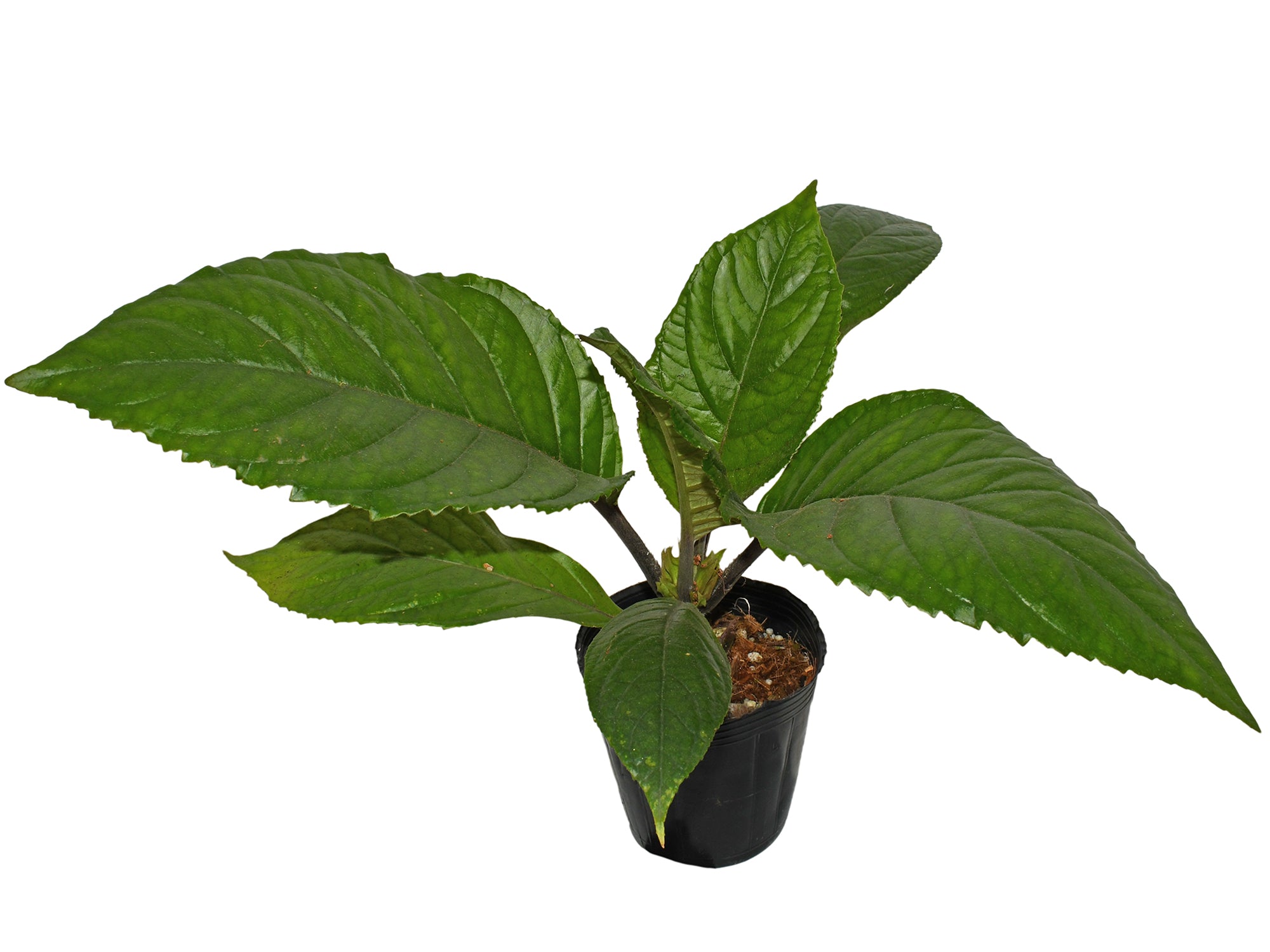Nautilocalyx Esmeralda