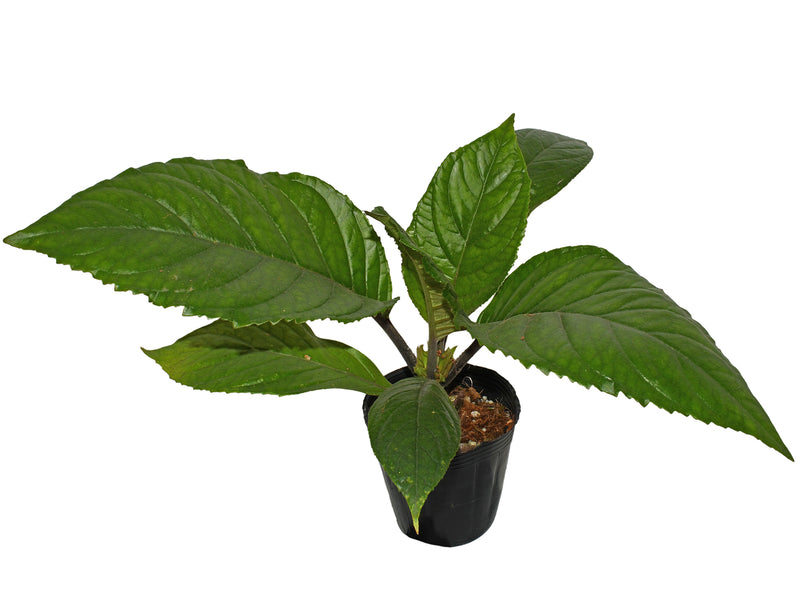 Nautilocalyx Esmeralda