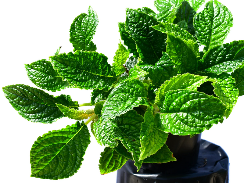 Nautilocalyx lynchii 'green'