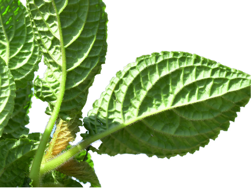 Nautilocalyx lynchii 'green'