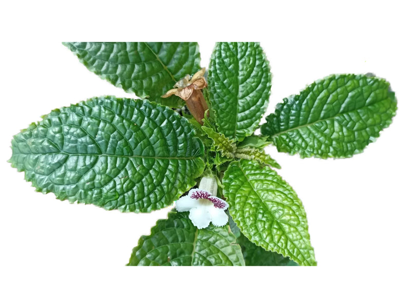 Nautilocalyx lynchii 'green'