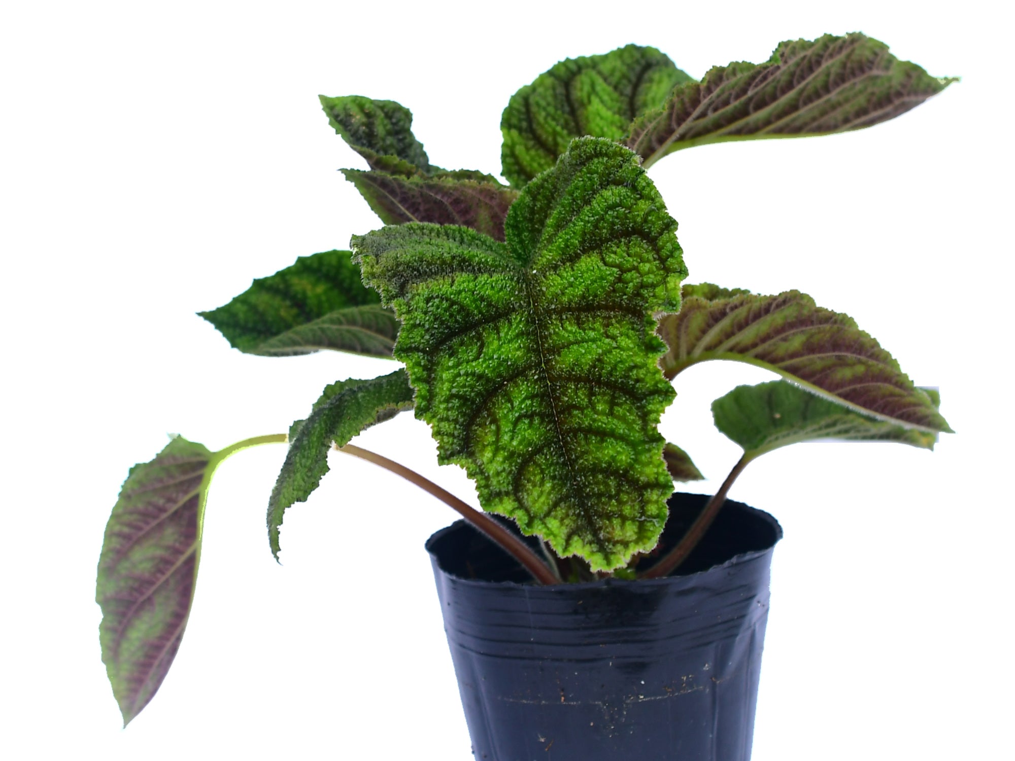Nautilocalyx Cocodrilo