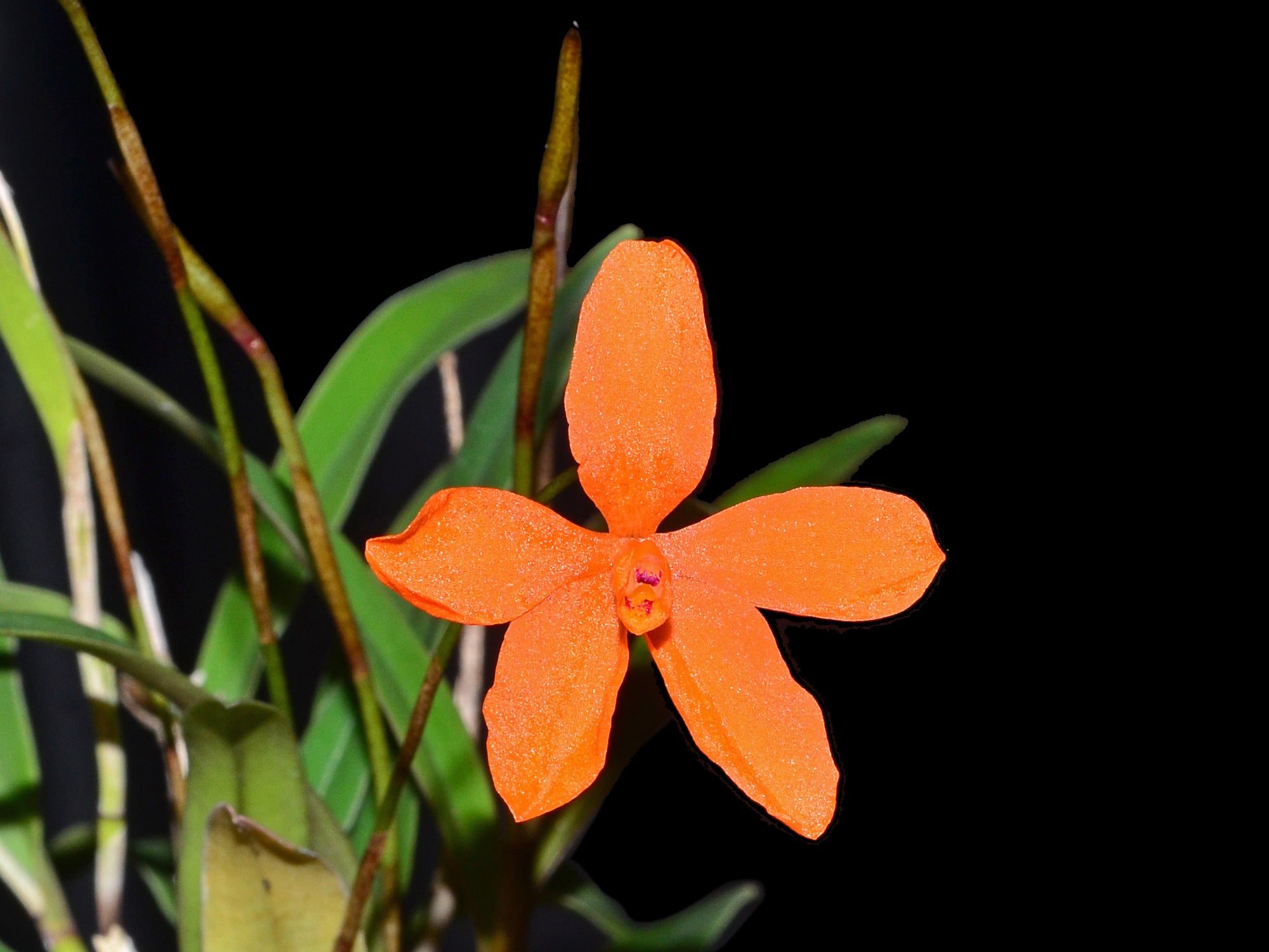 Neocogniauxia monophylla