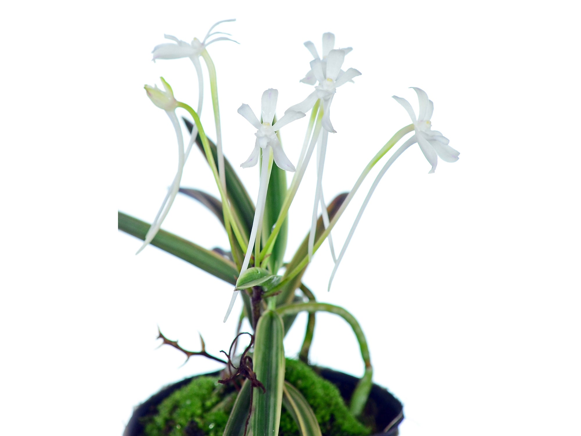 Vanda falcata