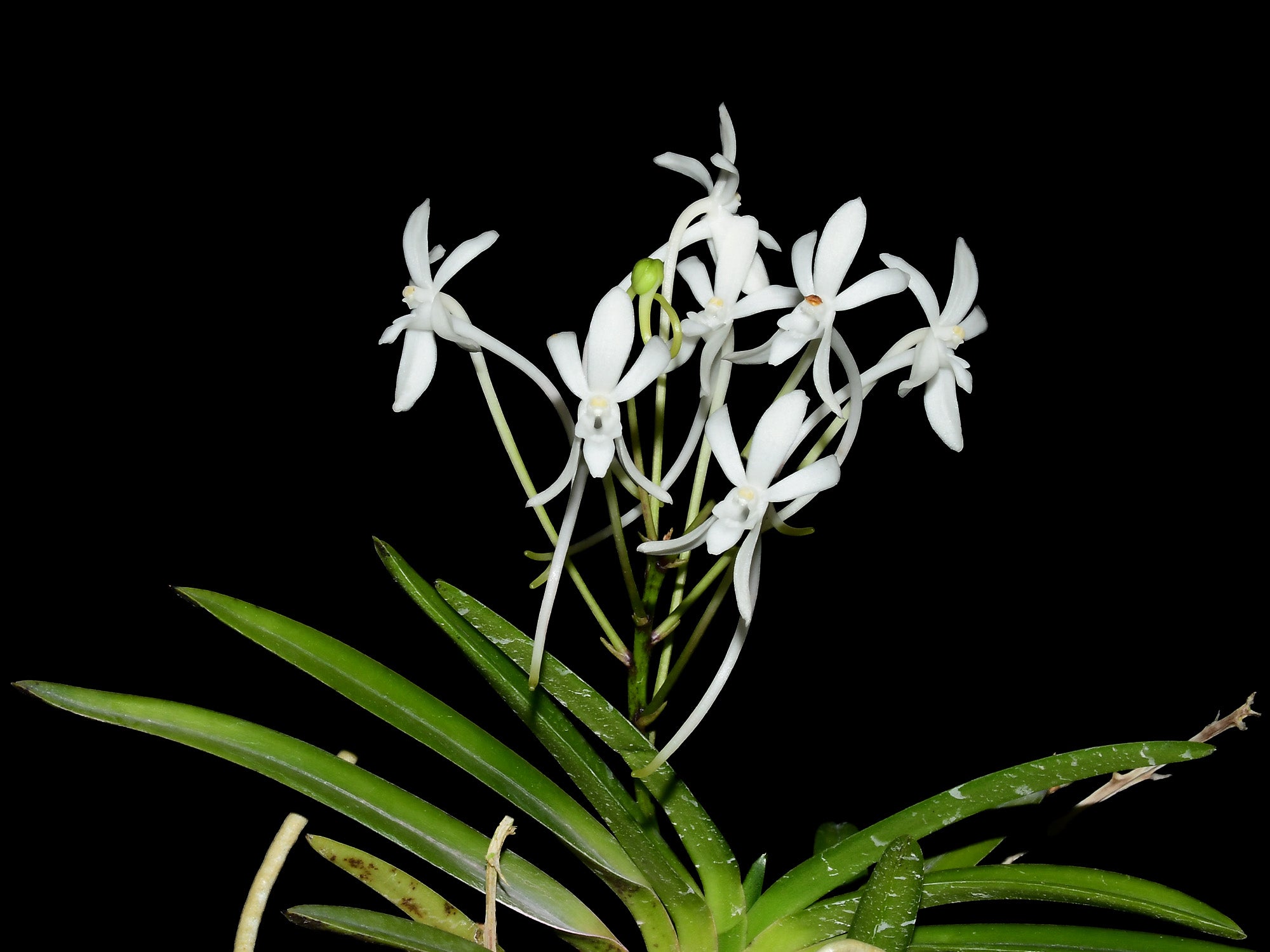 Neofinetia falcata 'Baekum' x kinrokaku