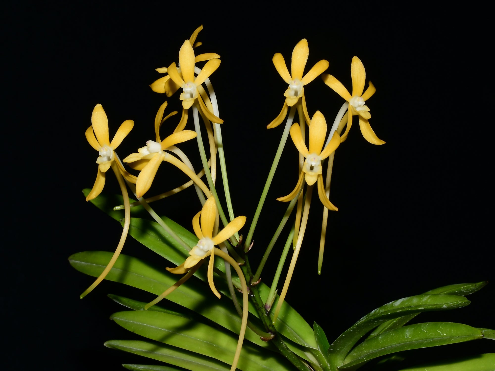Neofinetia falcata Kibana x Kikuotome Jacob
