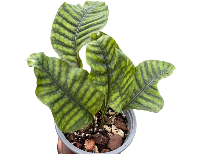 Neolepisorus ovatus f. truncatus