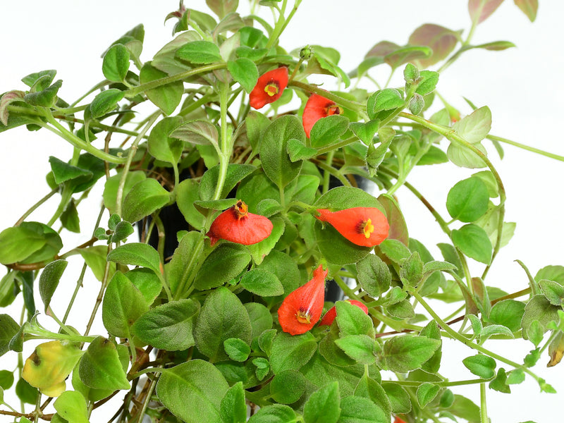 Pachycaulos nummularia